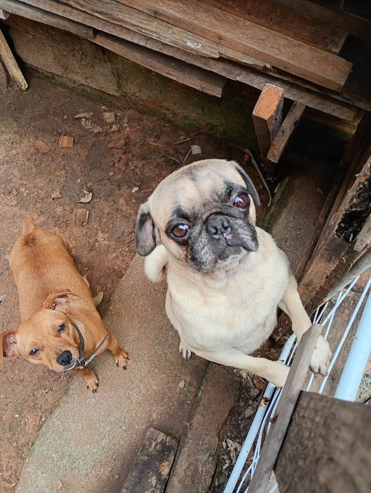 Portal Vendocão Pug macho 1 ano Esteio