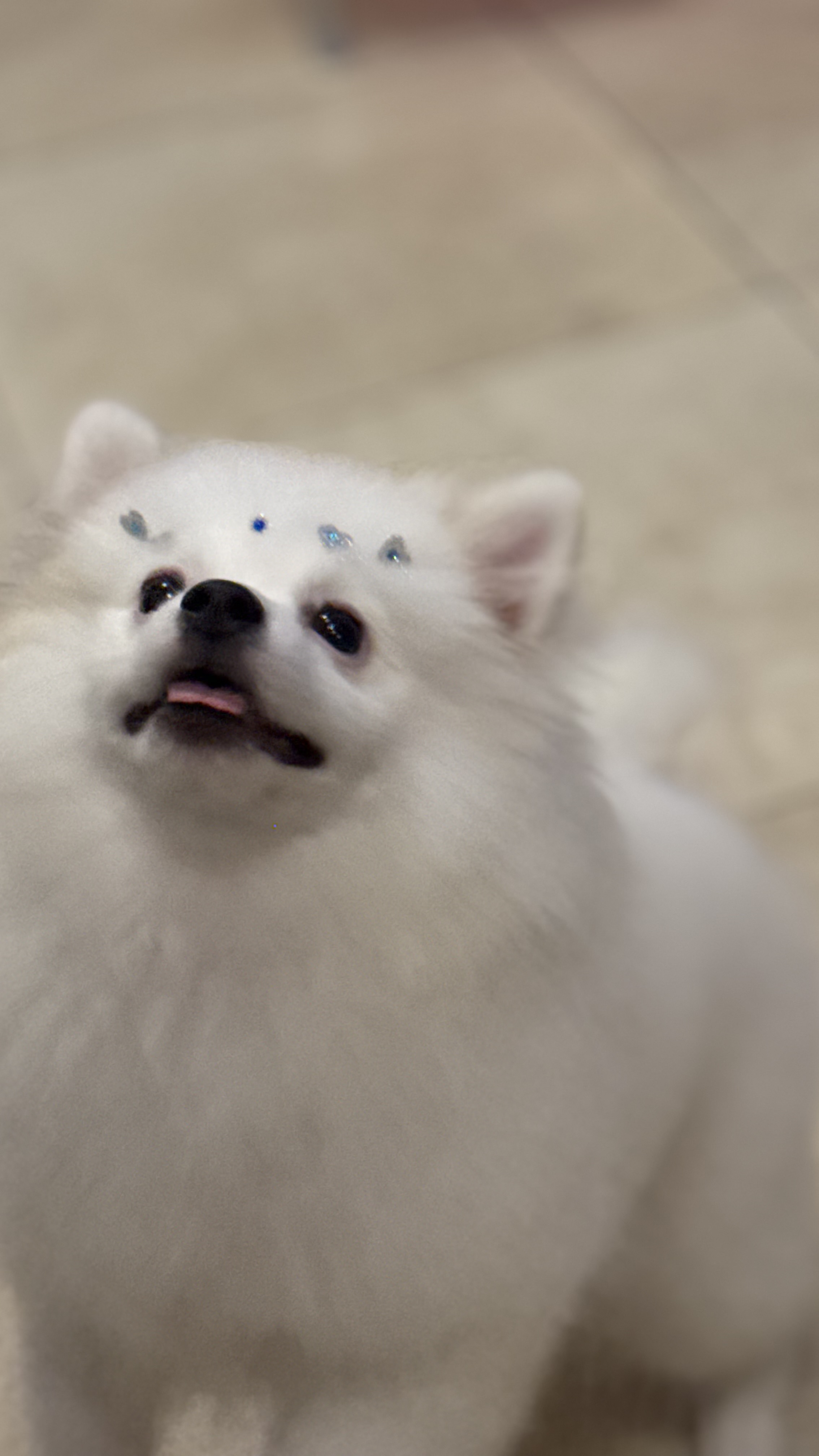 Spitz Alemão - Foto 1