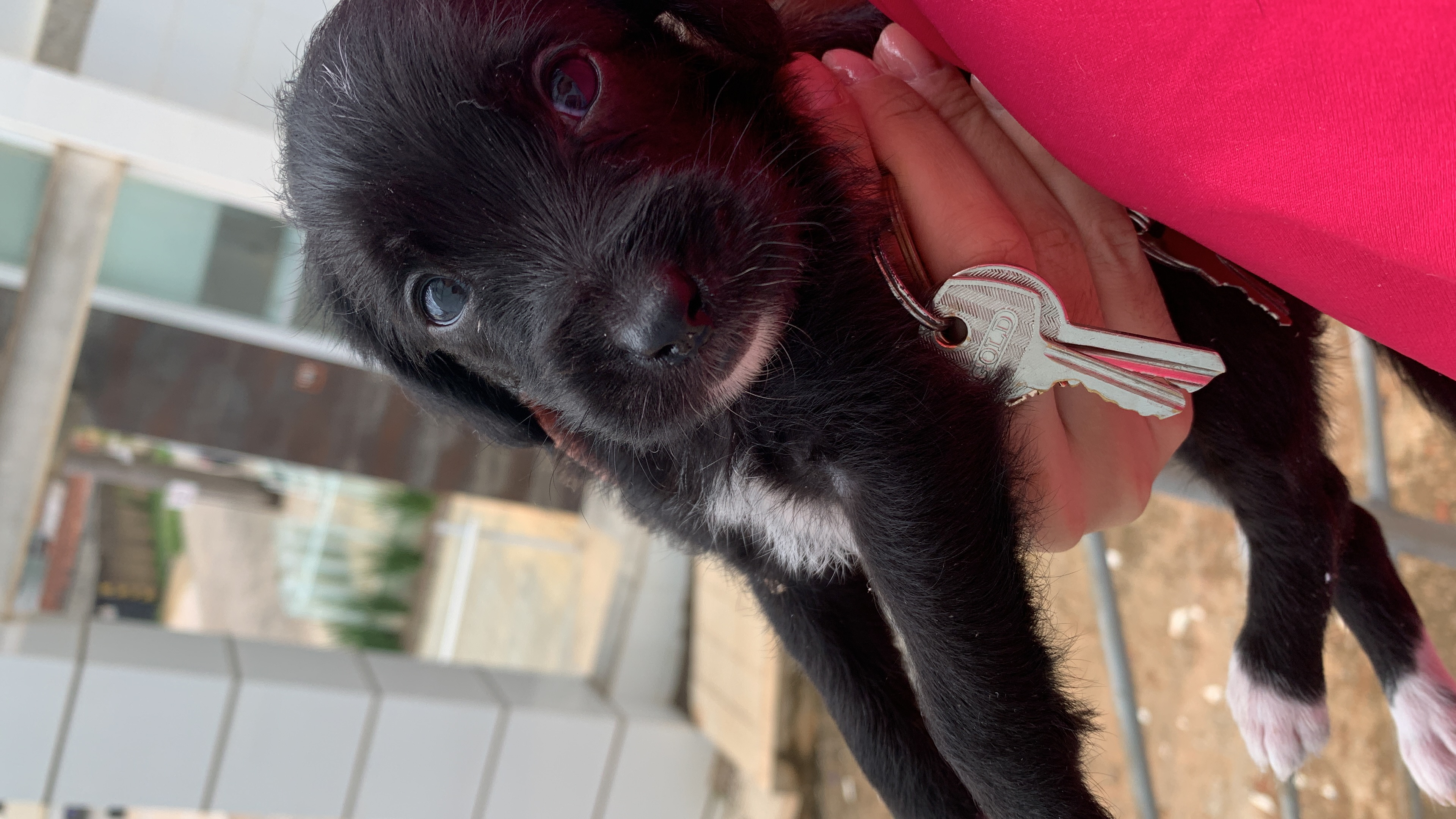 Portal Vendocão cachorro lulu pomerania teófilo otoni 