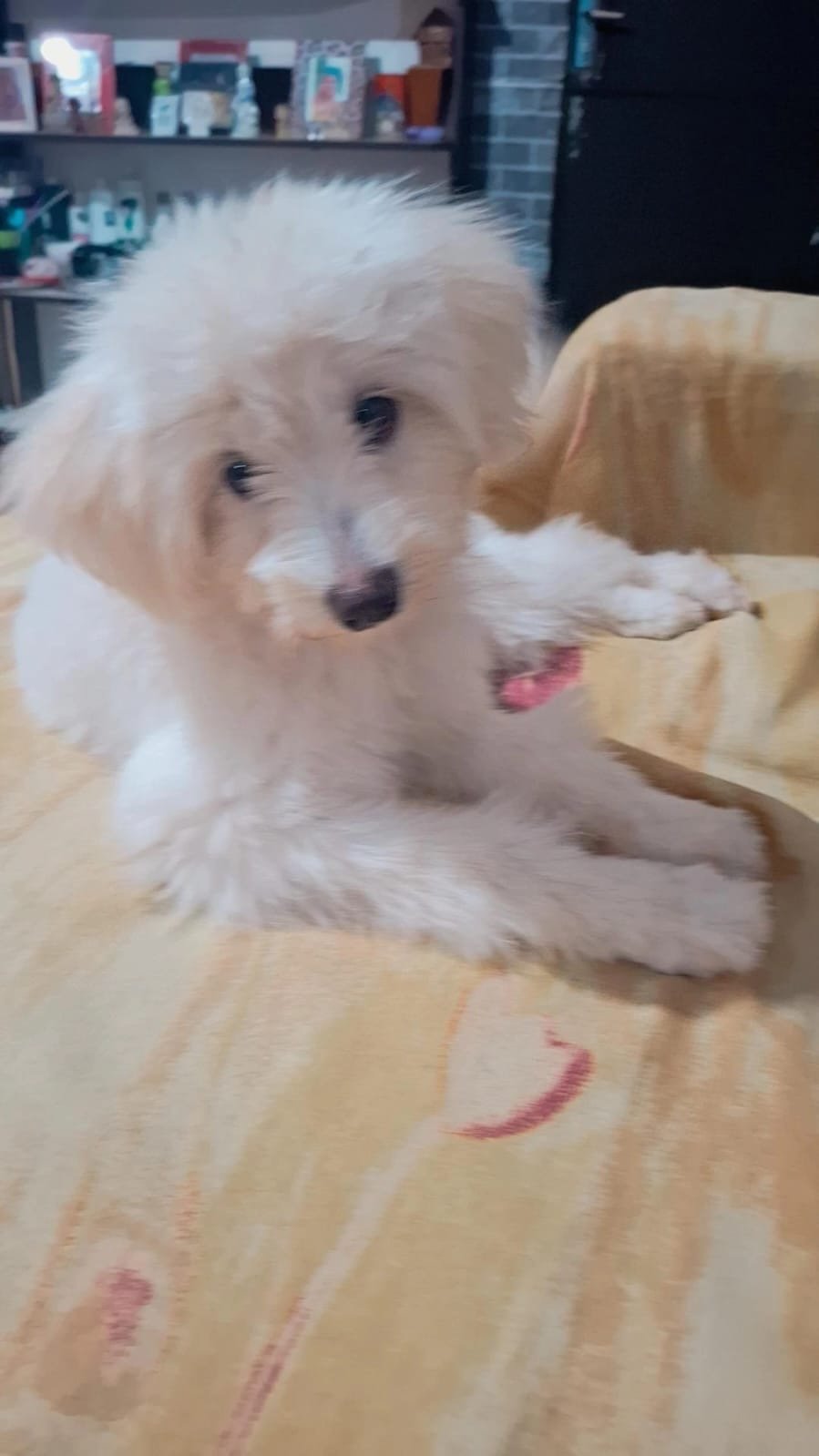 Filhote 5 meses femea