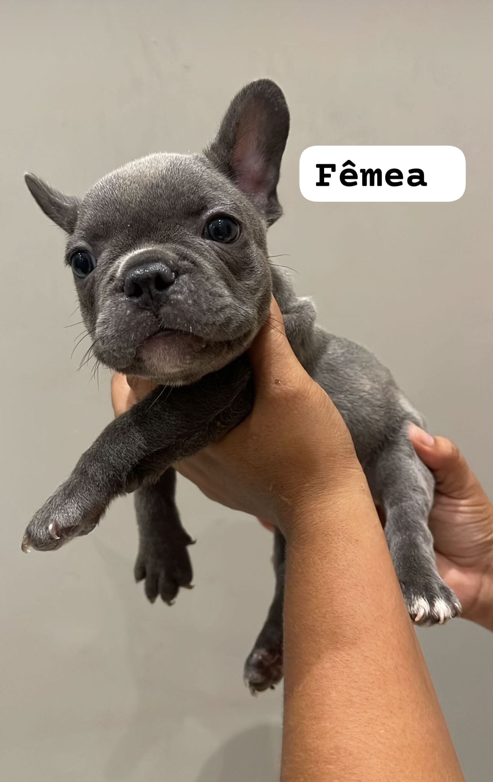 Portal Vendocão Buldogue Francês  Manaus 