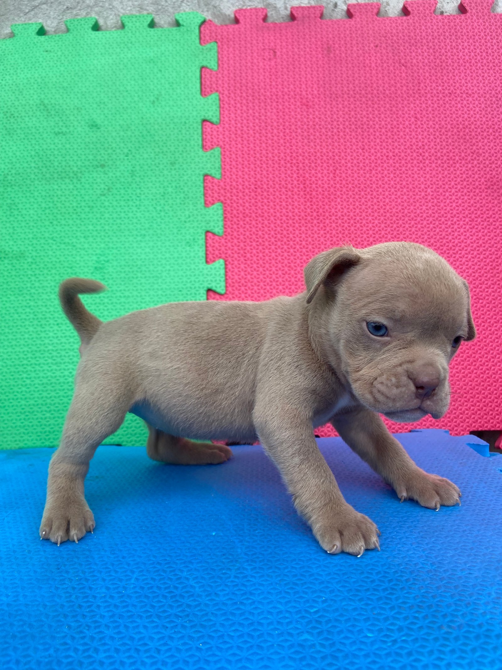 Vendo filhotes american bully com pedigree 