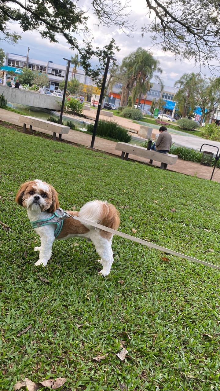 Portal Vendocão Vendo Shih Tzu PORTÃO