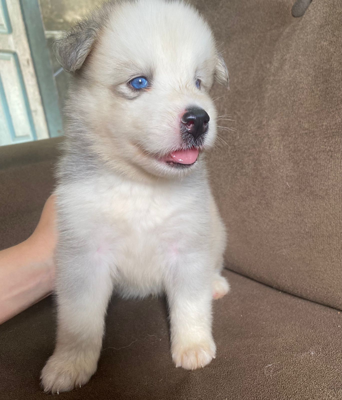 Portal Vendocão Husky Siberiano Manaus