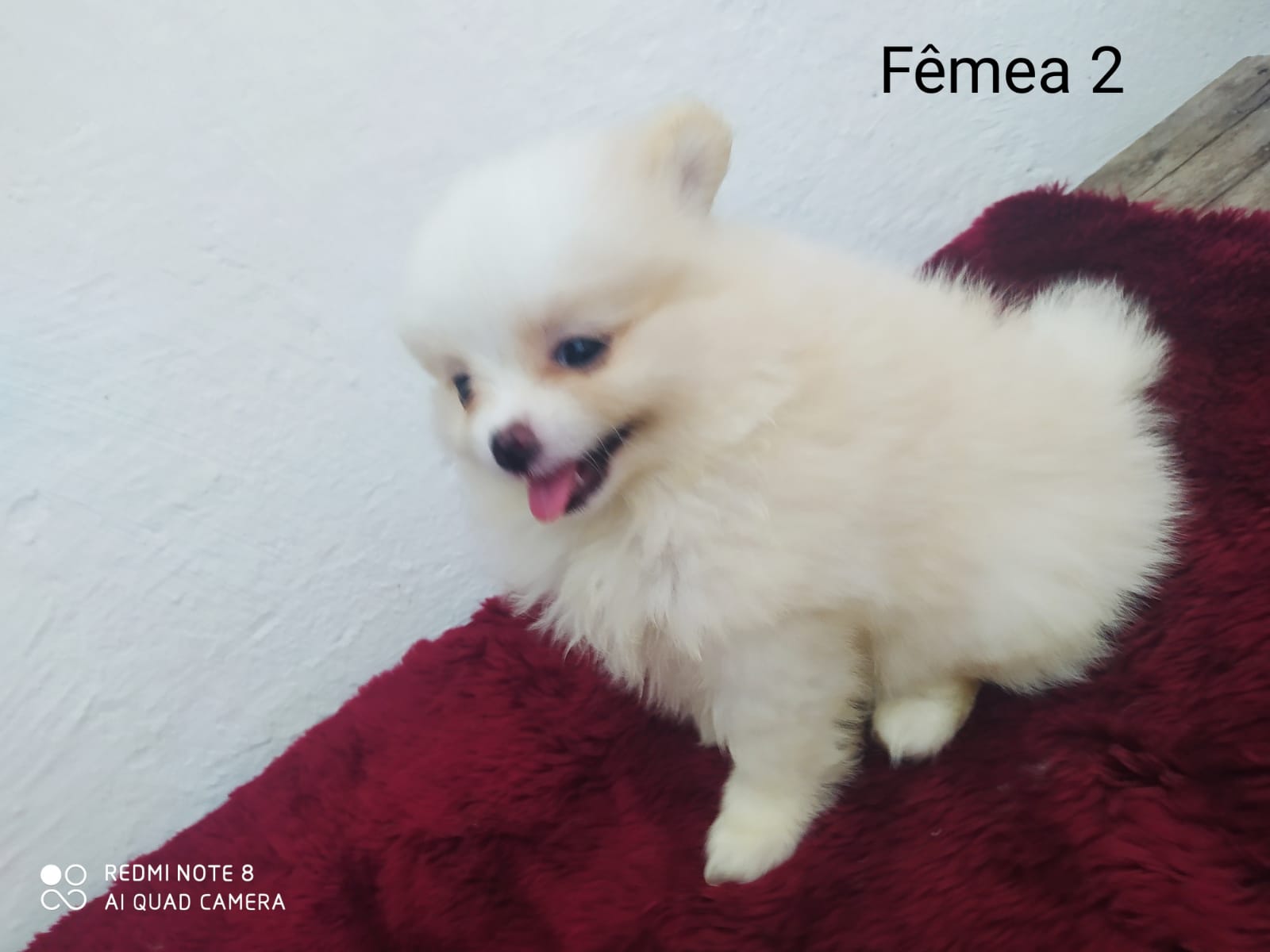 Portal Vendocão Filhote Lulu da pomerania  Feira de Santana 