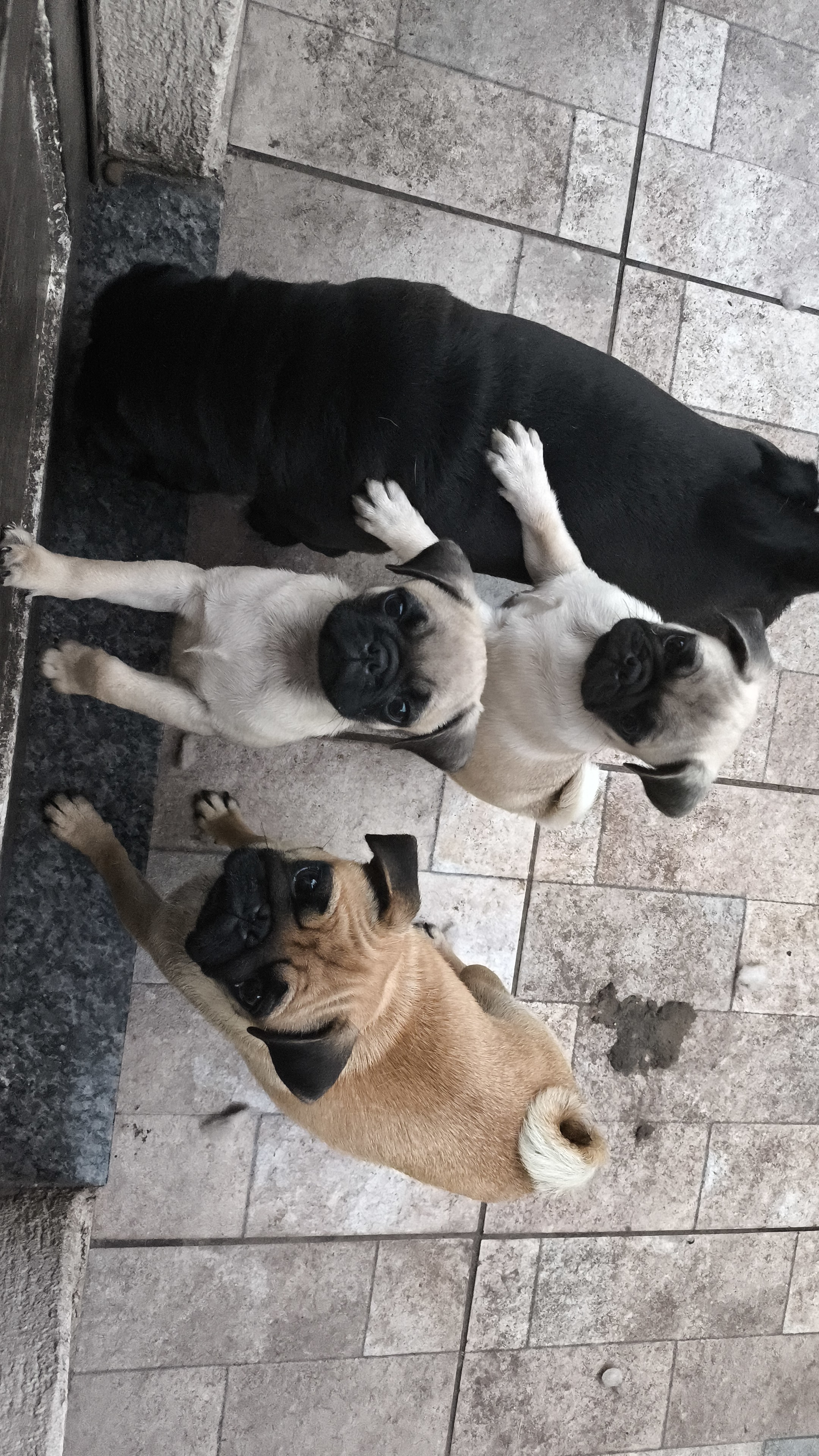 Portal Vendocão FILHOTES DE PUG MACHO  PONTA GROSSA-PR