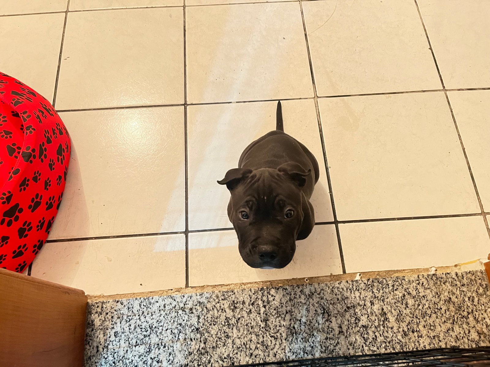 Filhote de American Bully pocket 