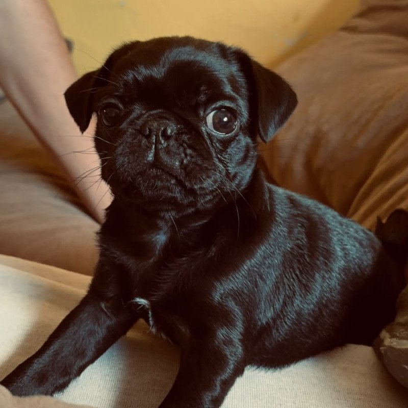 Filhote de pug fêmea black