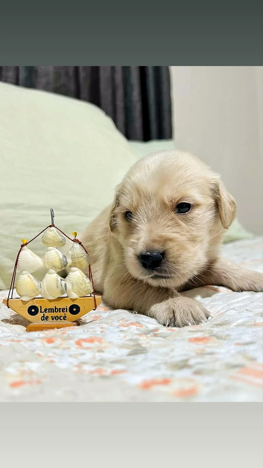 Portal Vendocão Filhote Golden Retriever  CONTAGEM