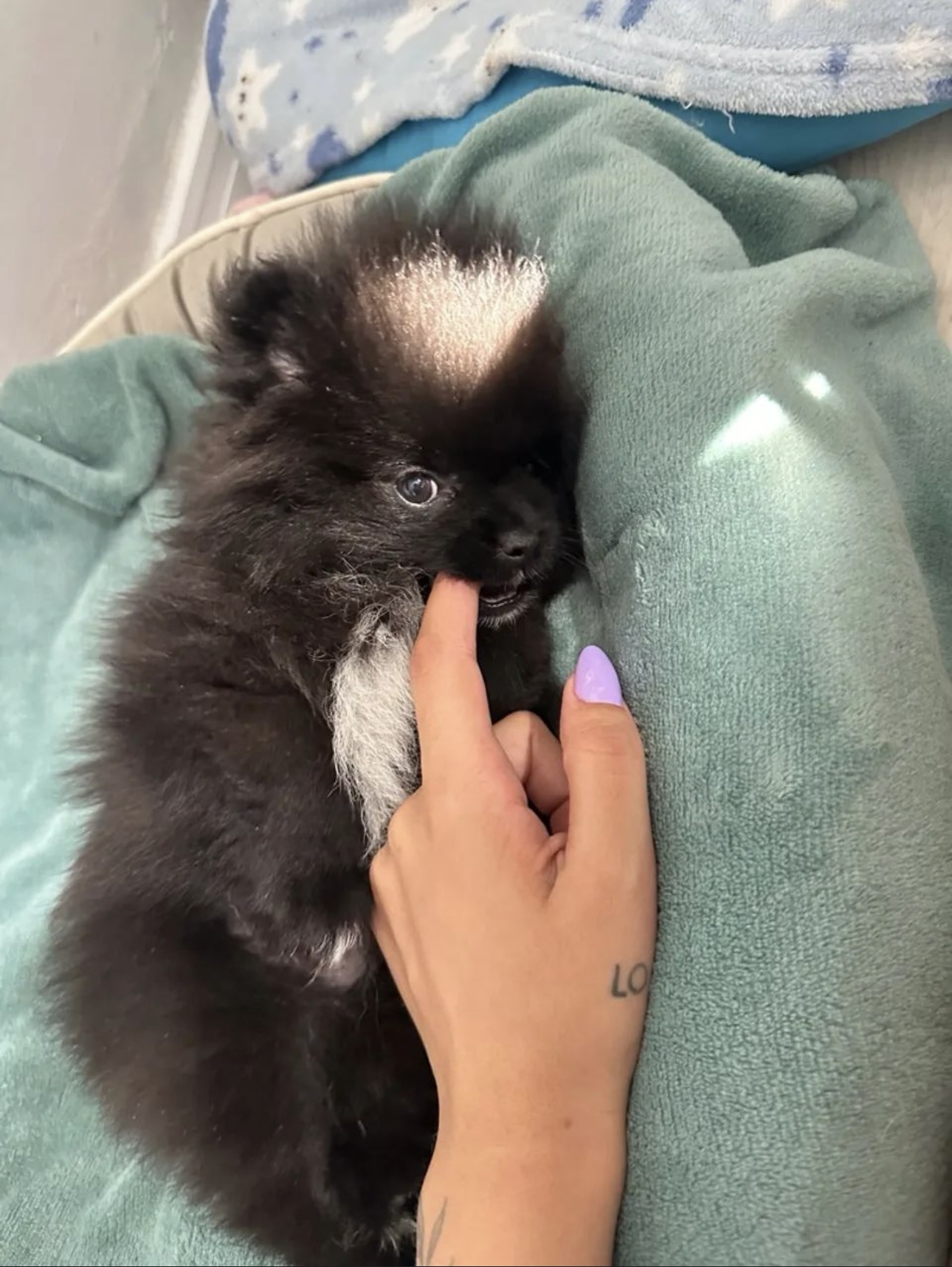 Lulu da pomerania (femea filhote) - Foto 1