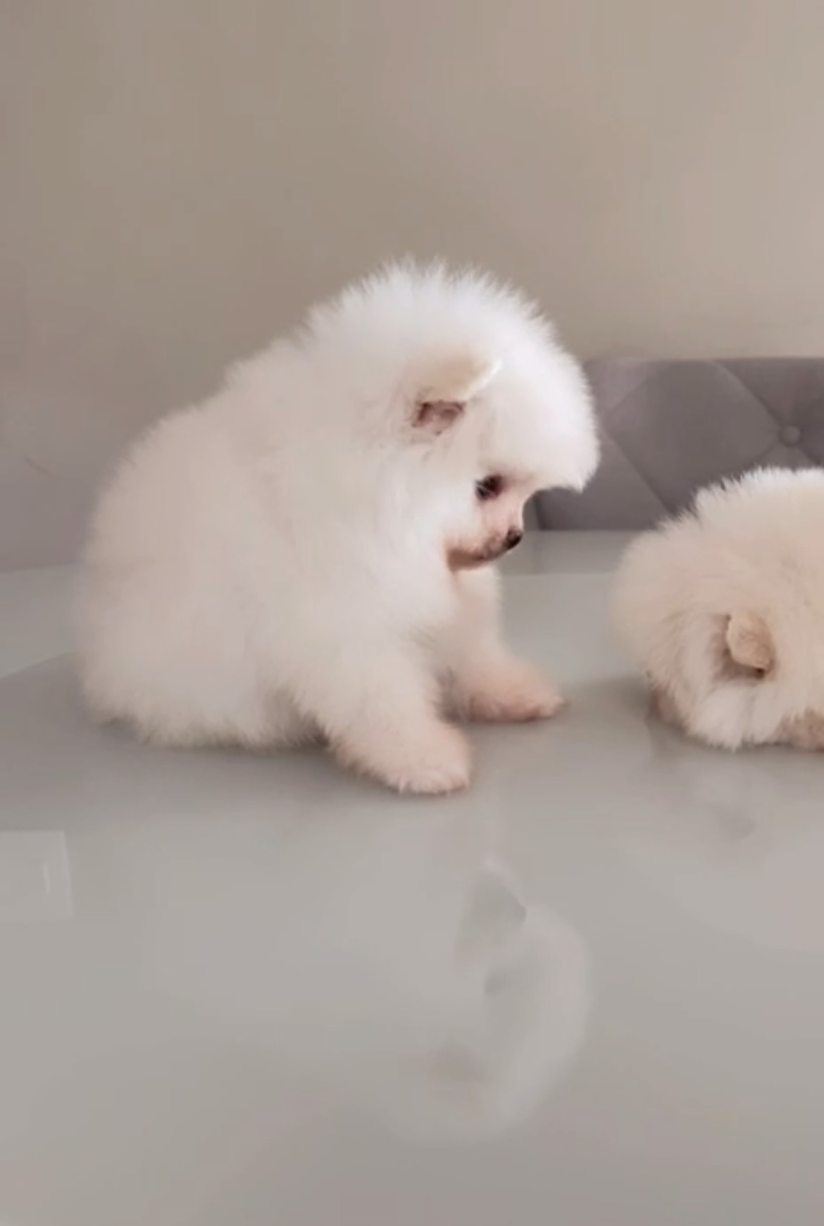 lulu da Pomerania  - Foto 1
