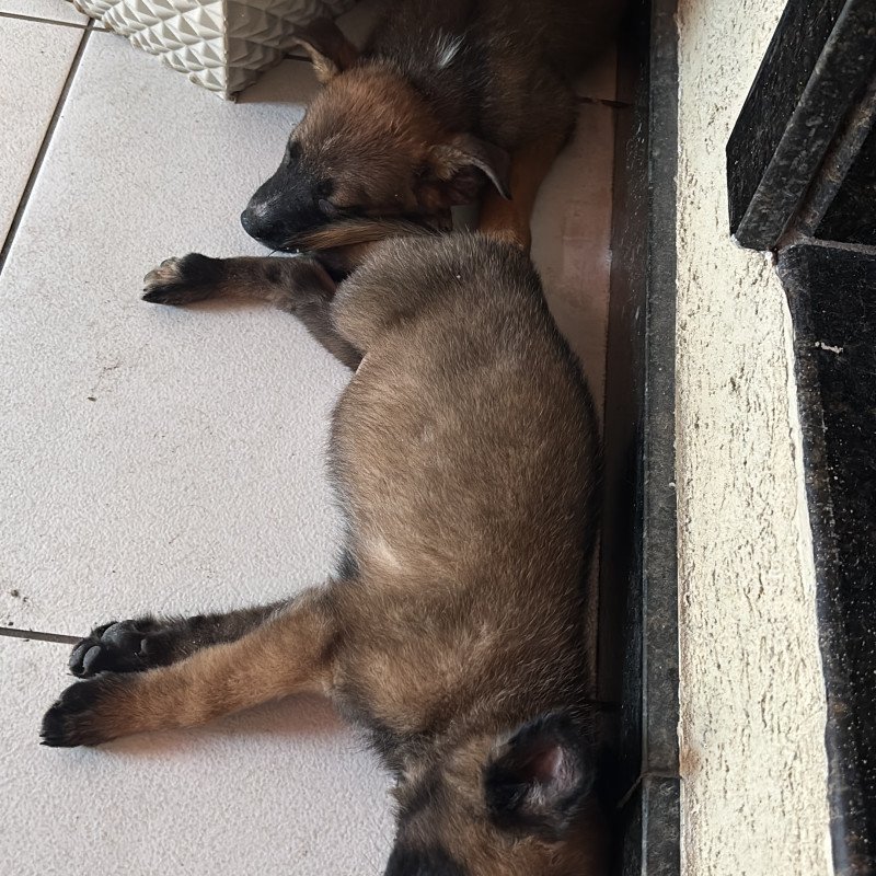 Casal de filhotes Pastor de Malinois