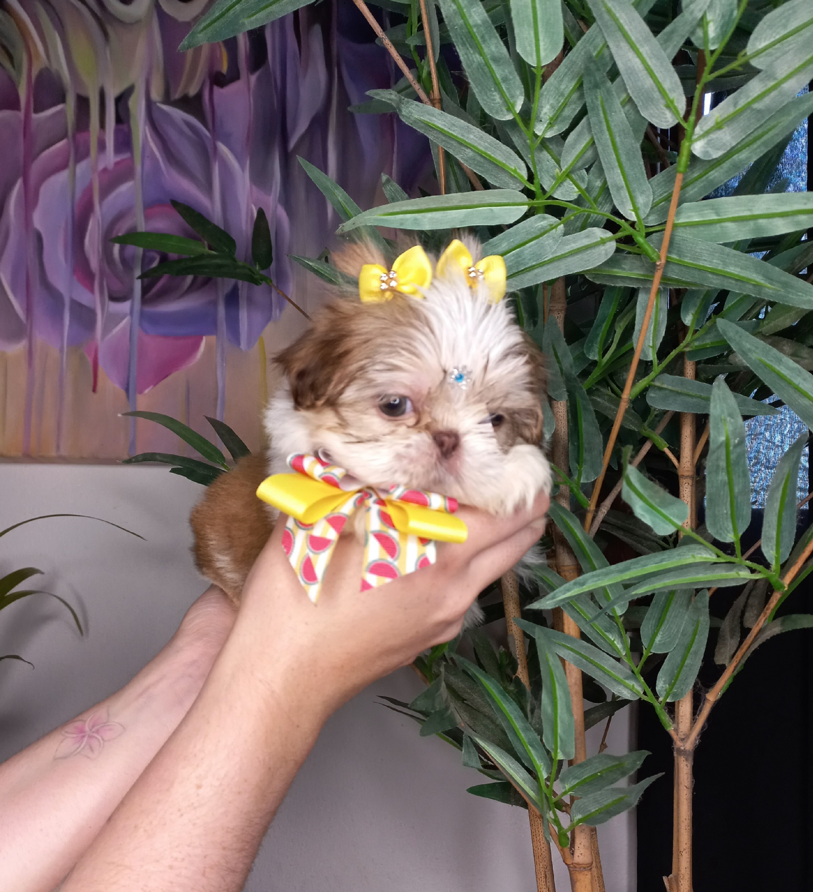 Portal Vendocão Filhote de shih tzu  Caçapava