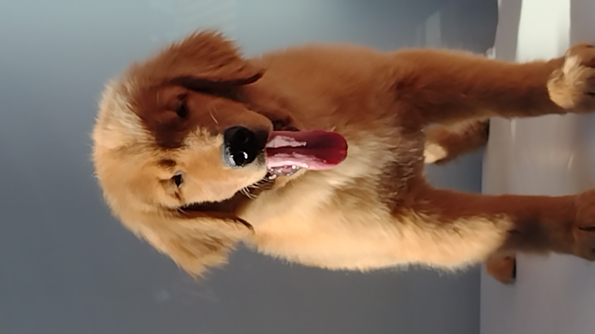 Portal Vendocão Filhotes Golden Retriever de uma genética maravilhosa  Limeira SP