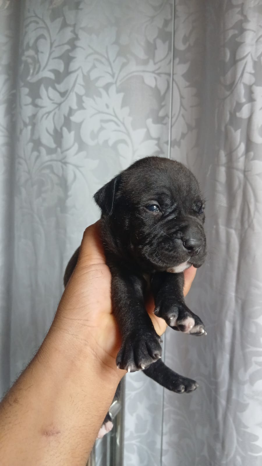 FILHOTE DE PIT BULL - Foto 3