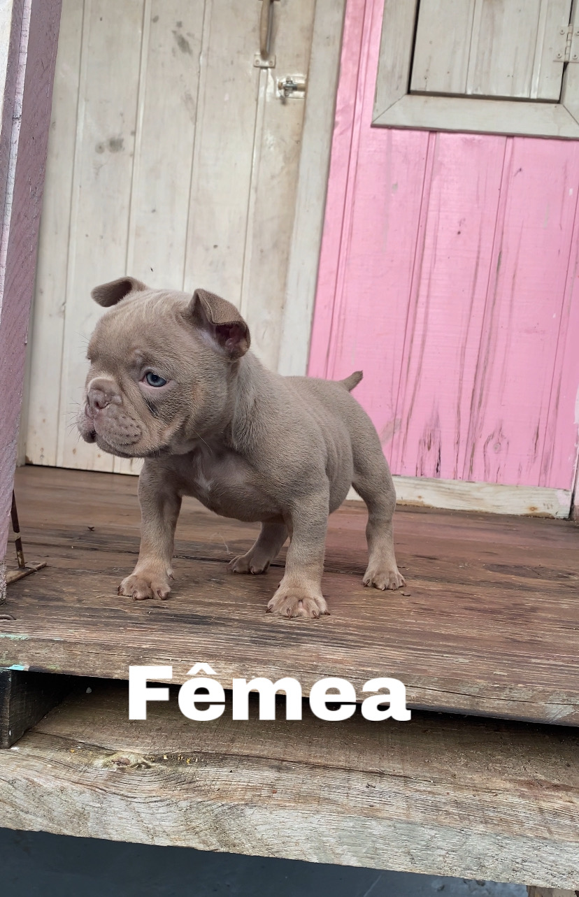 Portal Vendocão American bully  SANTA TEREZA DO OESTE