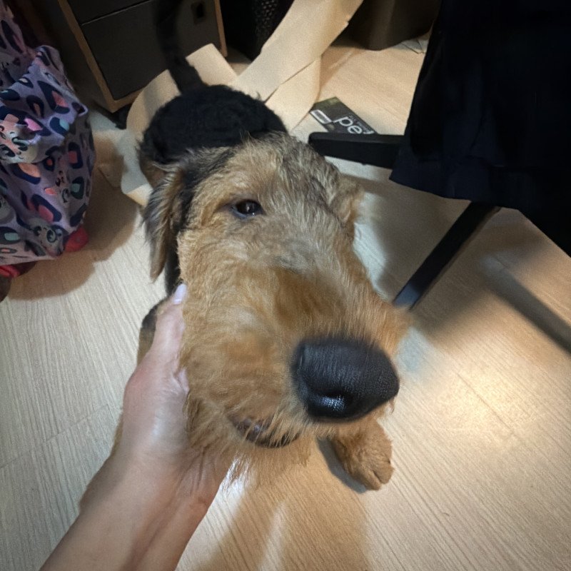 Airedale Terrier - Foto 1