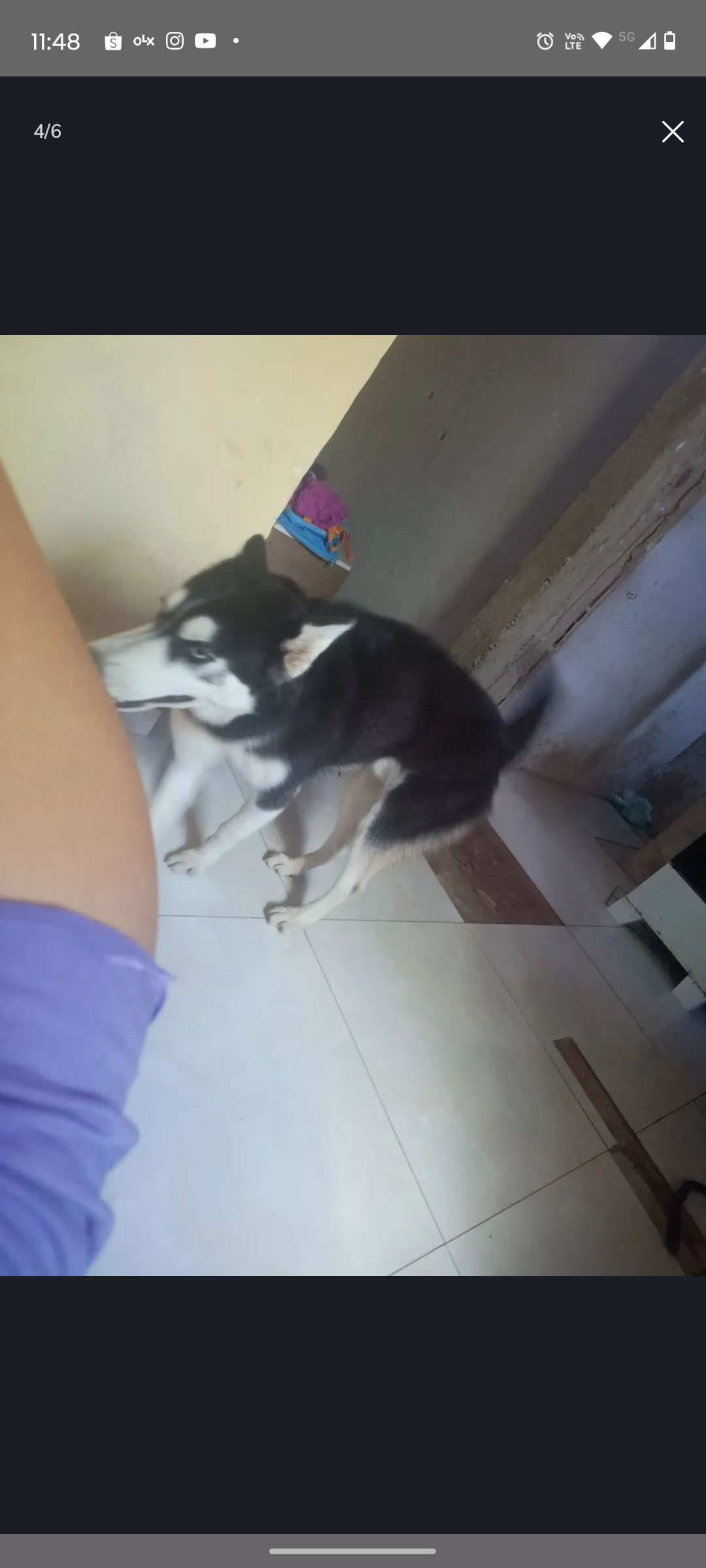 Portal Vendocão Husley siberiano  Salvador