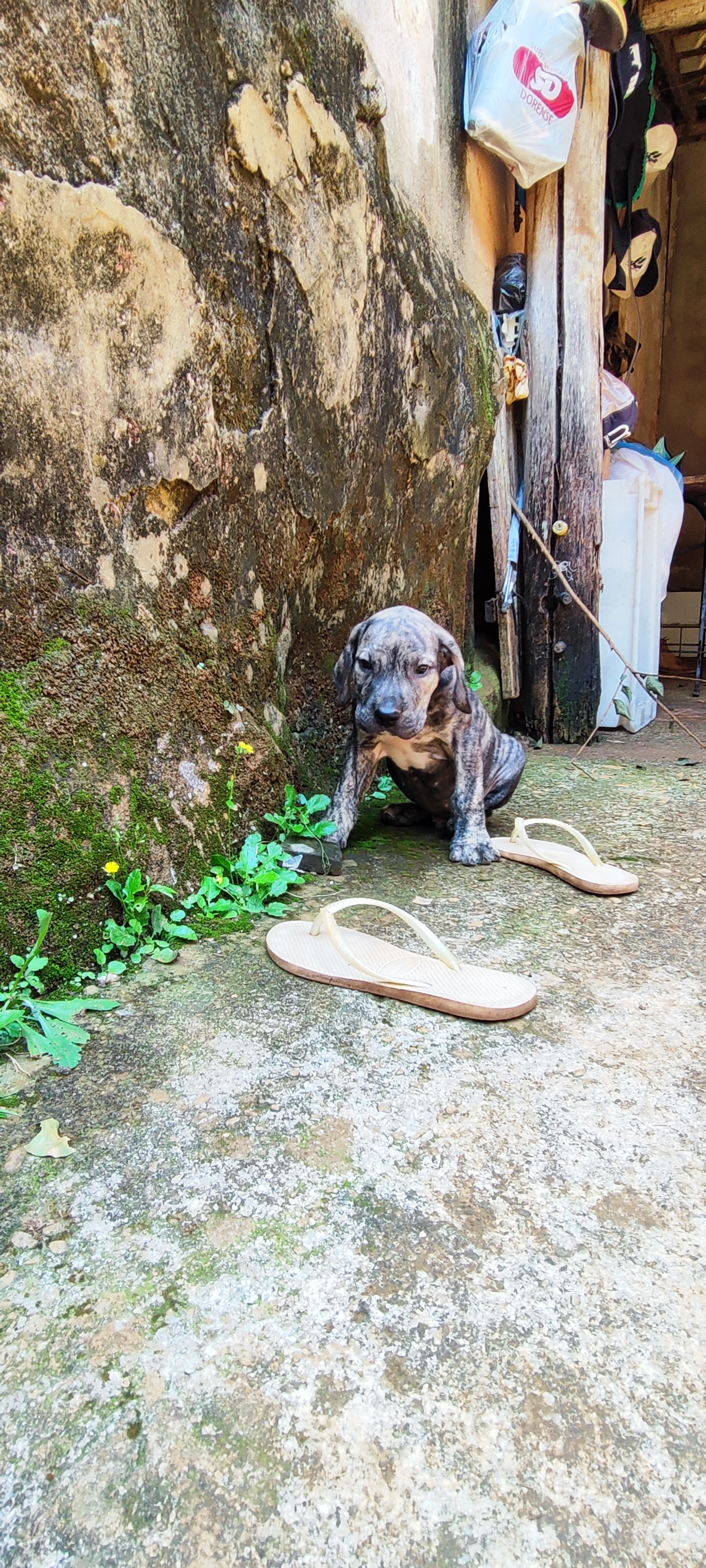 Fila brasileiro 
