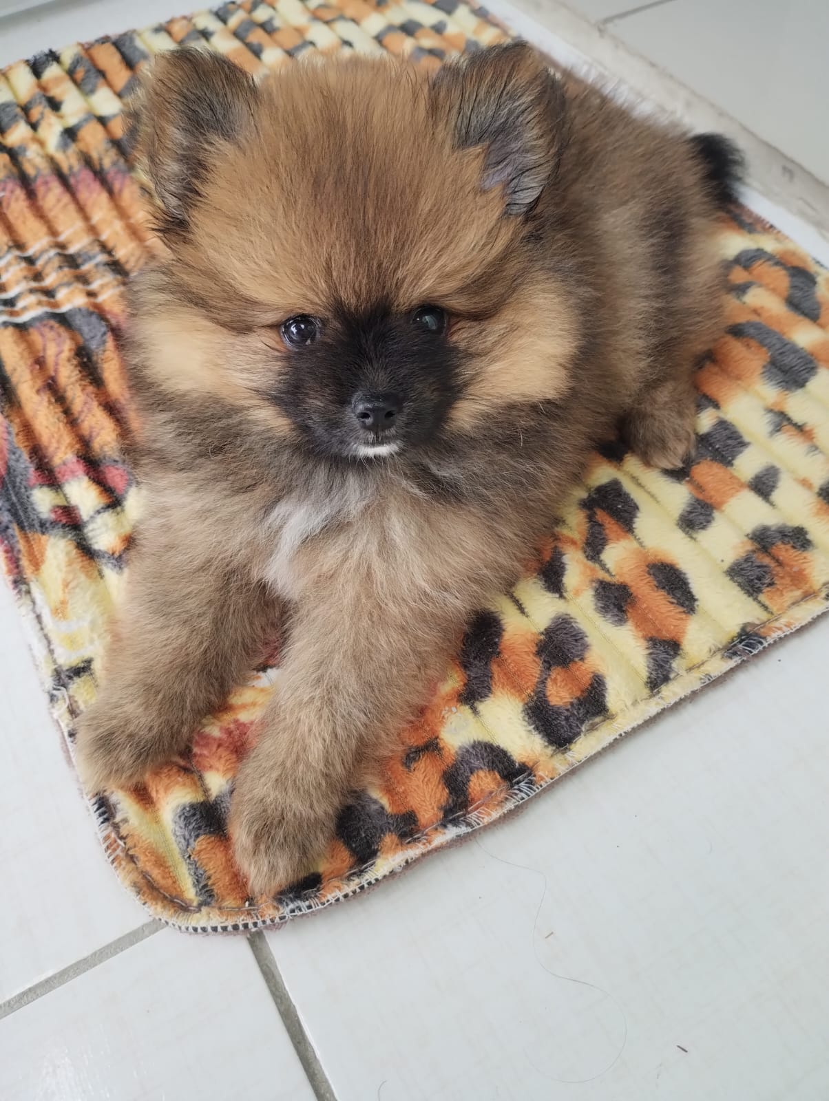 Portal Vendocão Cachorrinha Lulu da pumerania pedigree  Campina grande 