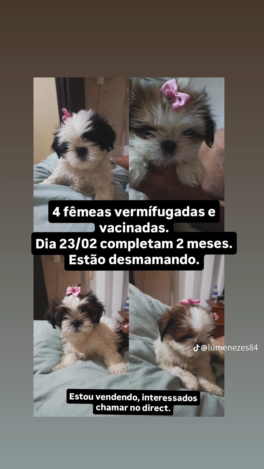 vendo Fêmeas Shih tzu - Foto 1