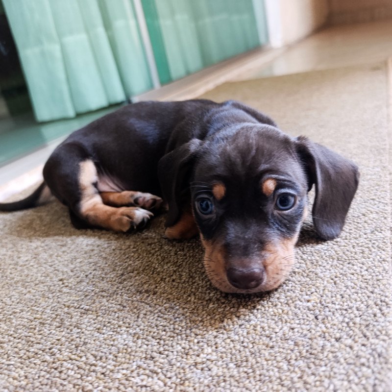 Filhotes de cachorro salsicha (Dacshund) - Foto 3