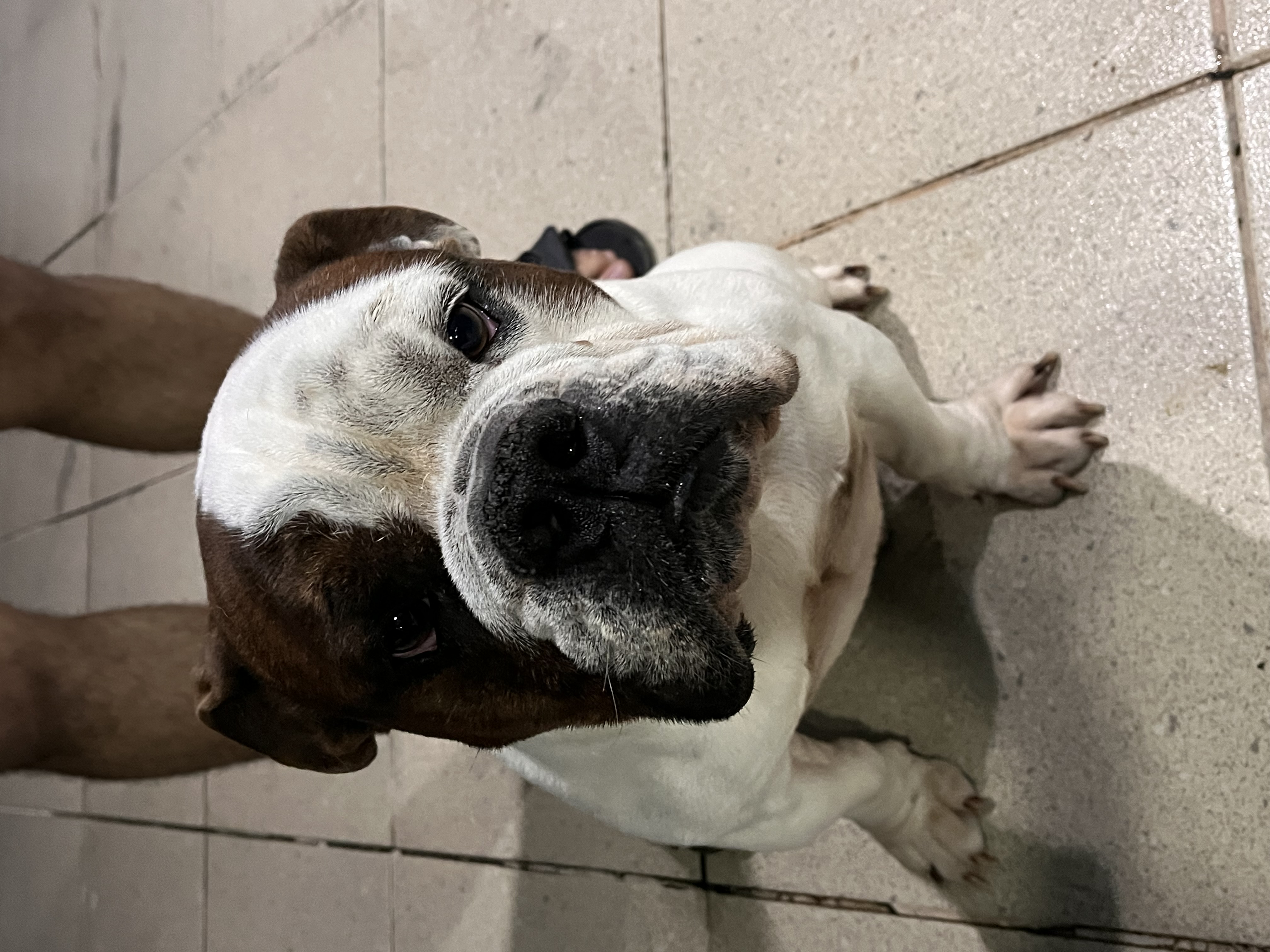 Portal Vendocão Buldog ingles Duque de caxias