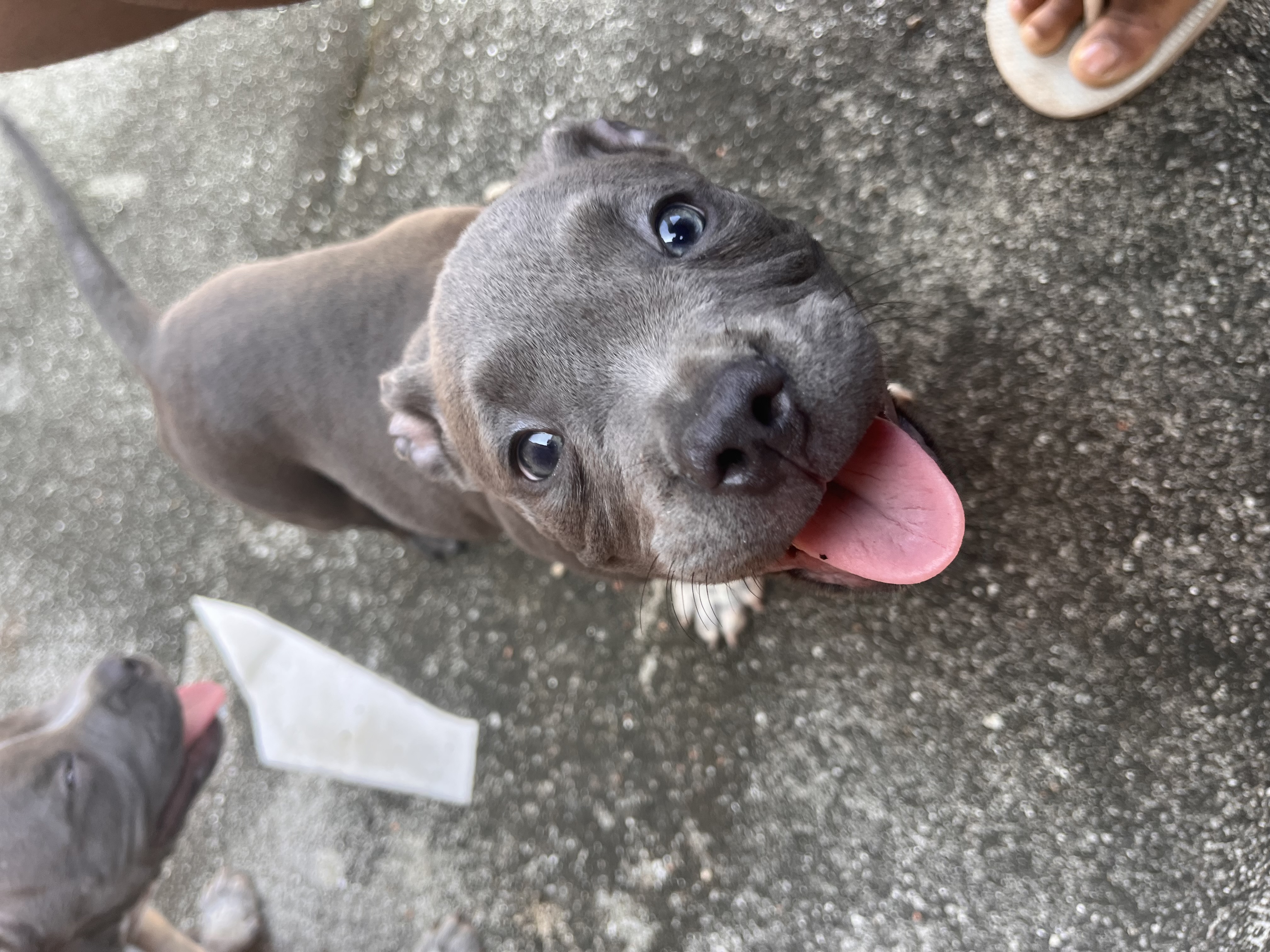 🔥 FILHOTES AMERICAN BULLY DISPONÍVEIS 🔥  Macho e Fêmea – 4 Meses –.  VALOR NEGOCIÁVEL  - Foto 1