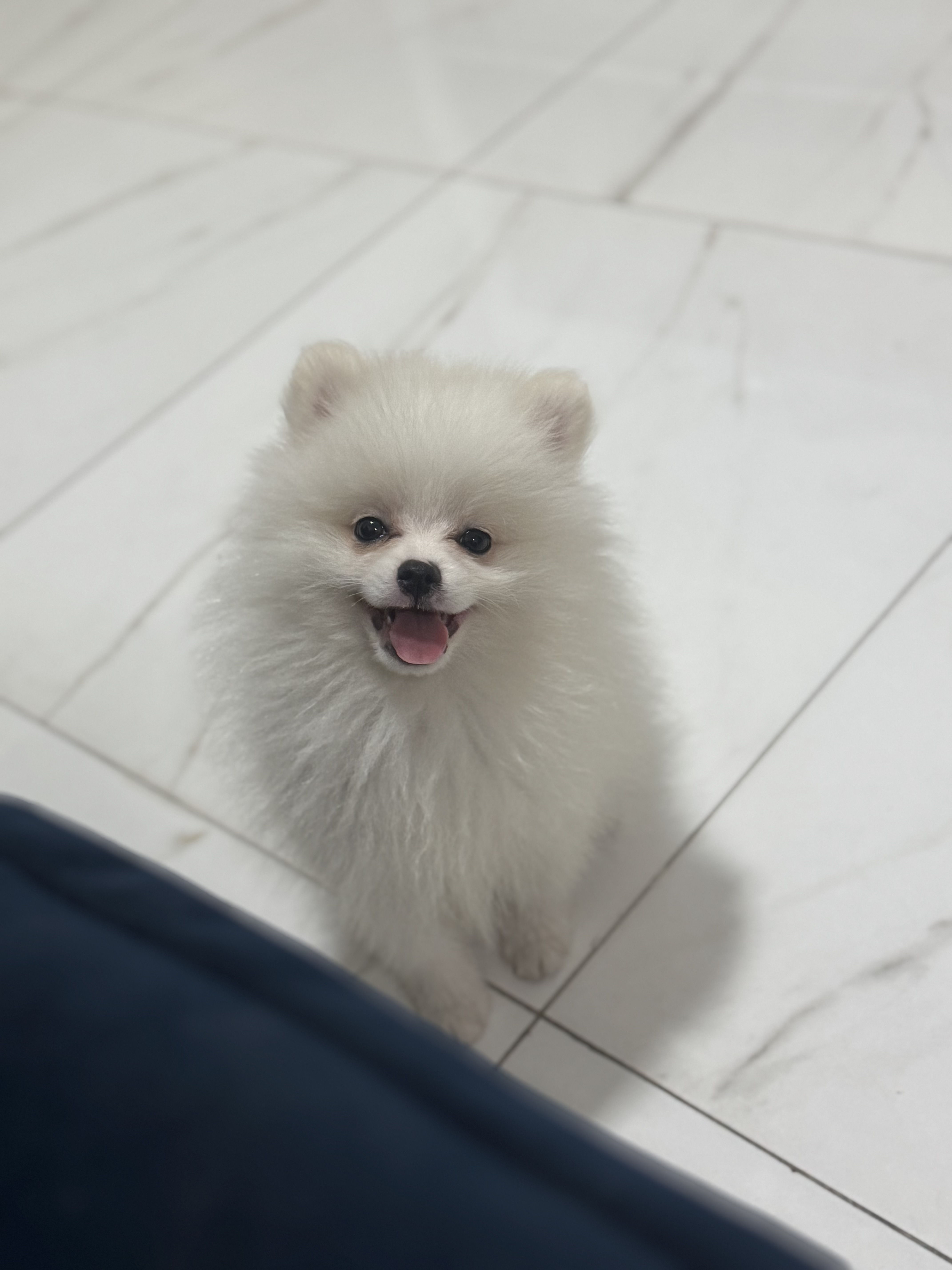 Portal Vendocão Spitz alemão anão - Lulu da pomerânea Caucaia