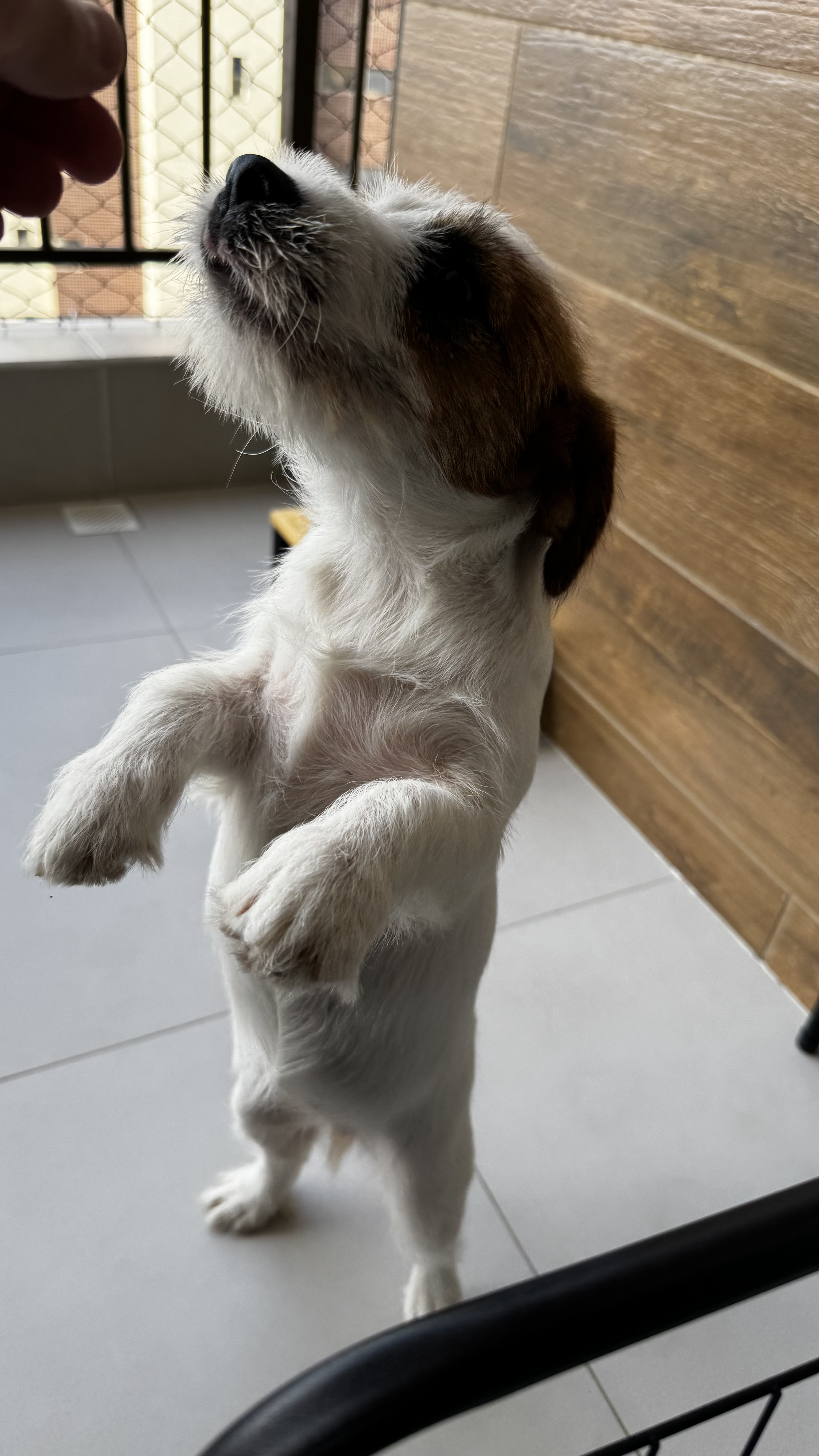 Portal Vendocão Jack Russell Terrier - Filhote Disponível para Nova Família  Fortaleza 