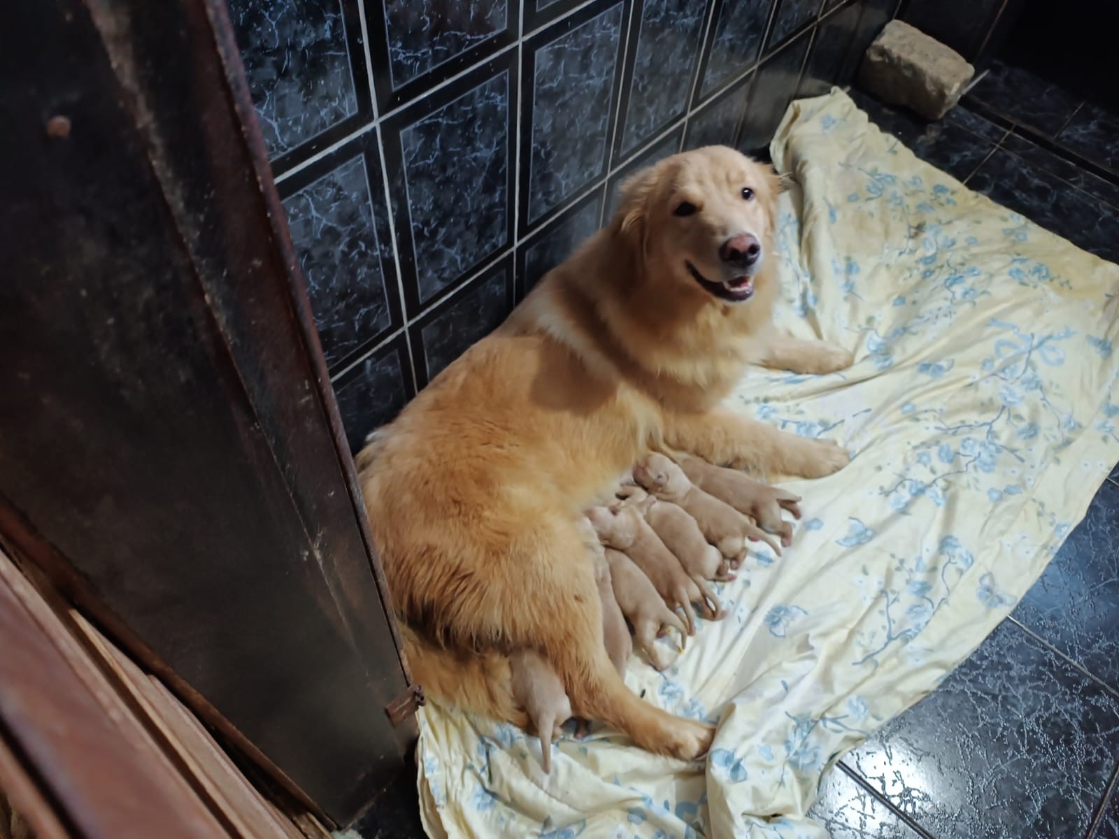 Portal Vendocão Golden Retriever  Rio de Janeiro 