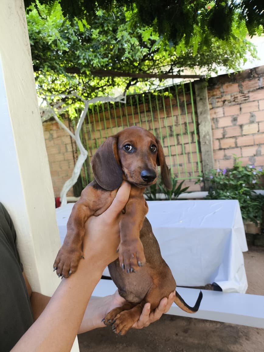Filhotes de Dachshund (salsichinha) puros