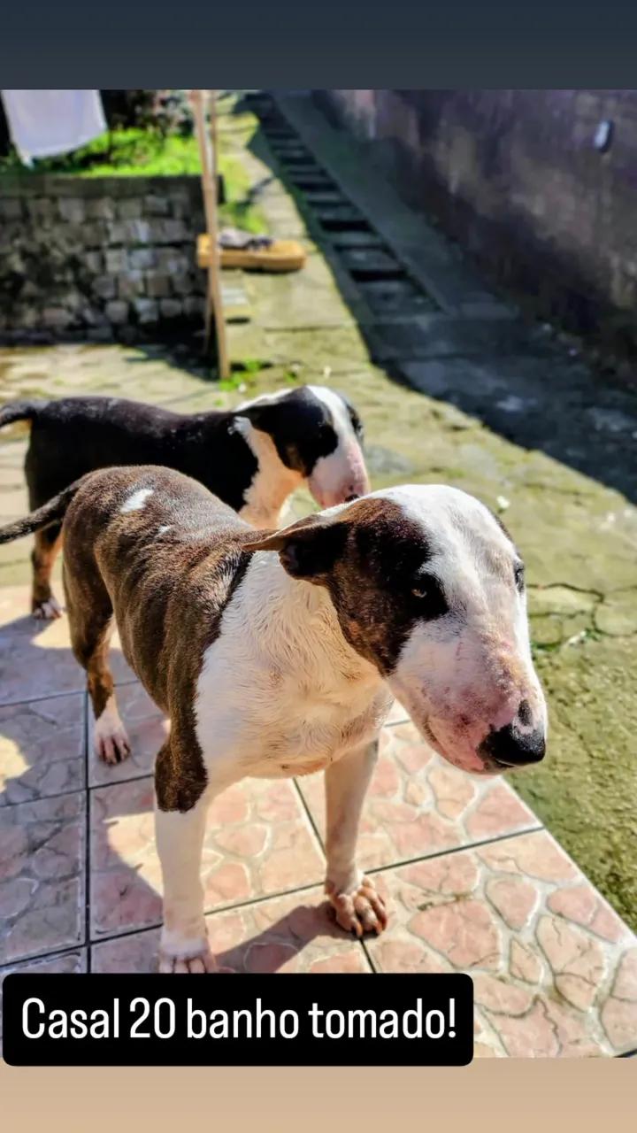 Portal Vendocão Filhotes bulterrie tops! Porto Alegre 