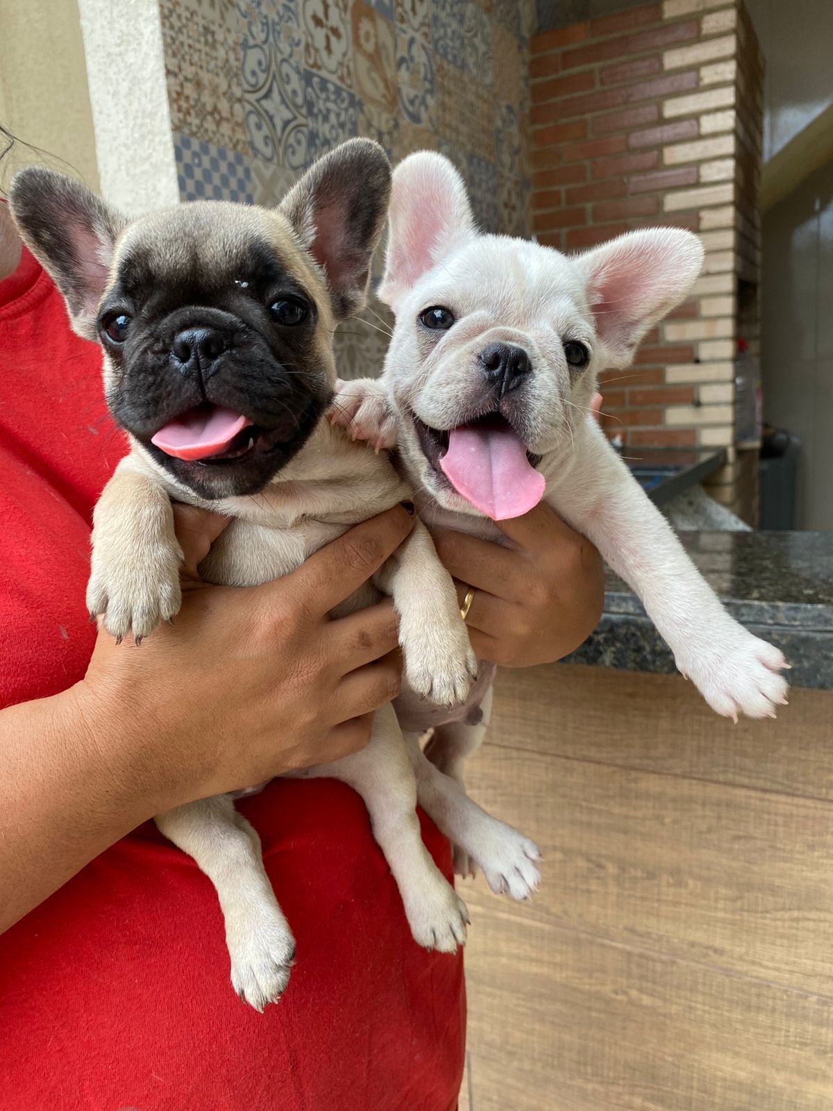 Vendo uma buldogue francês com 2 meses - Foto 2