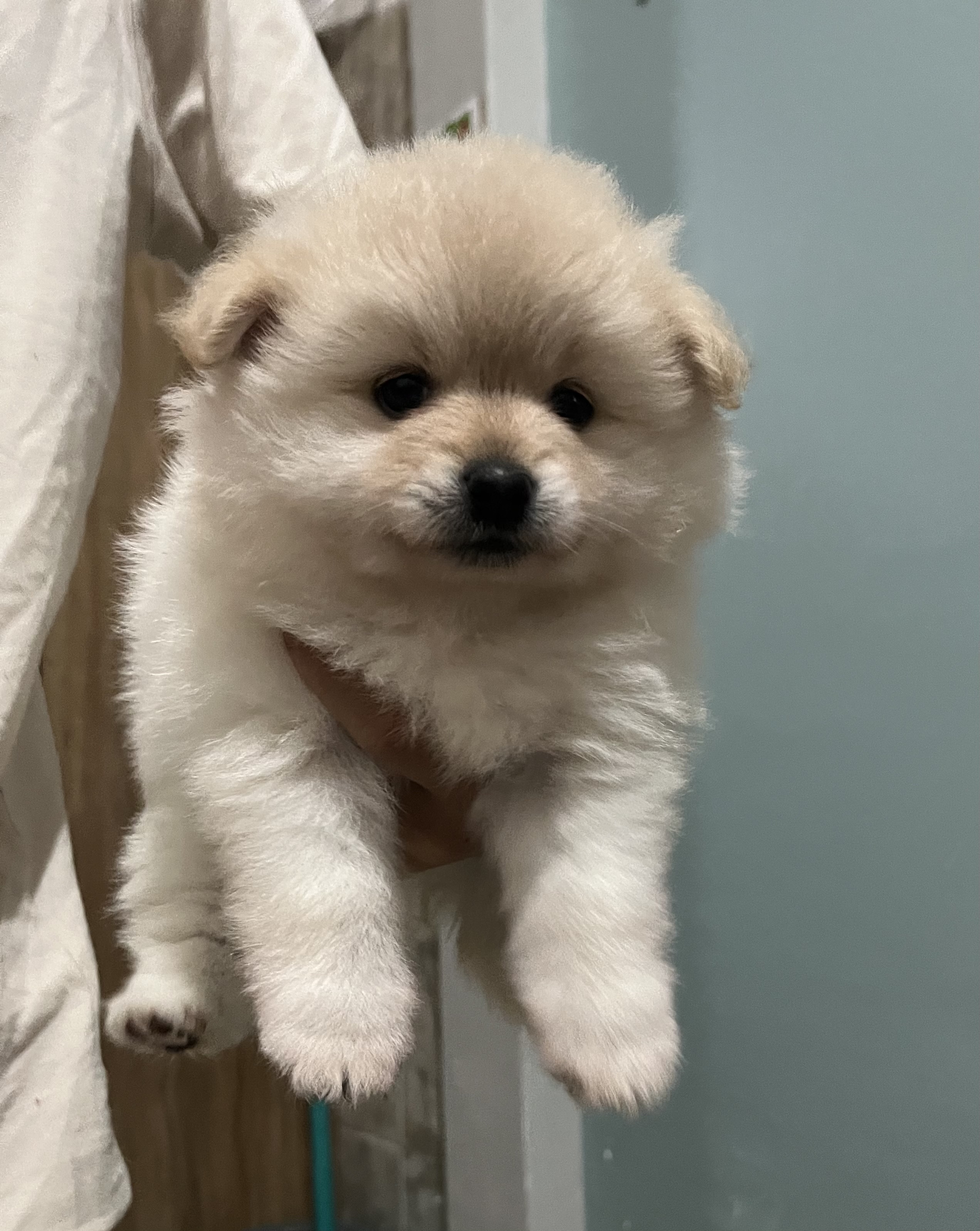 Spitz Alemão - Foto 1