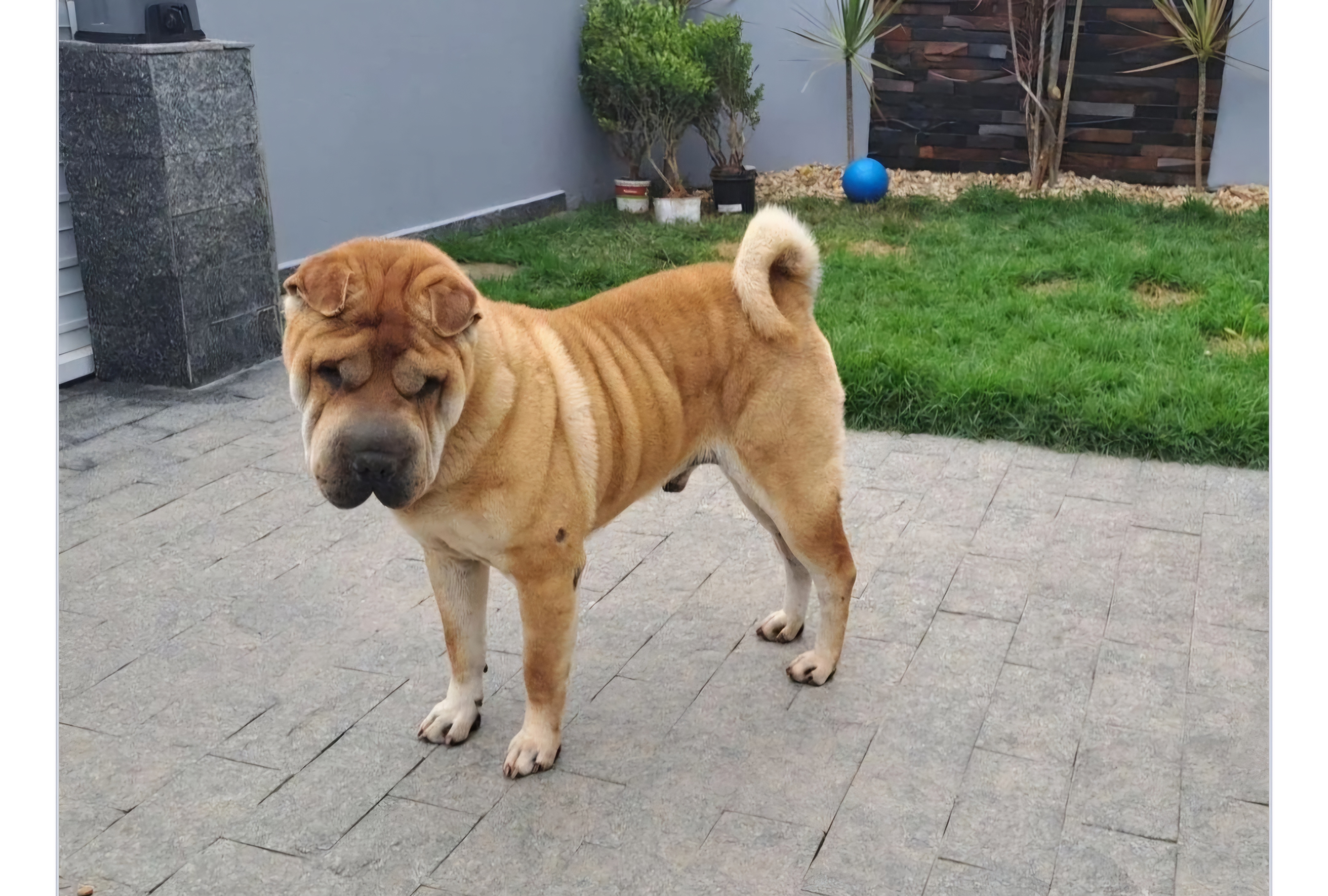 Portal Vendocão Sharpei tutor responsável  Joinville