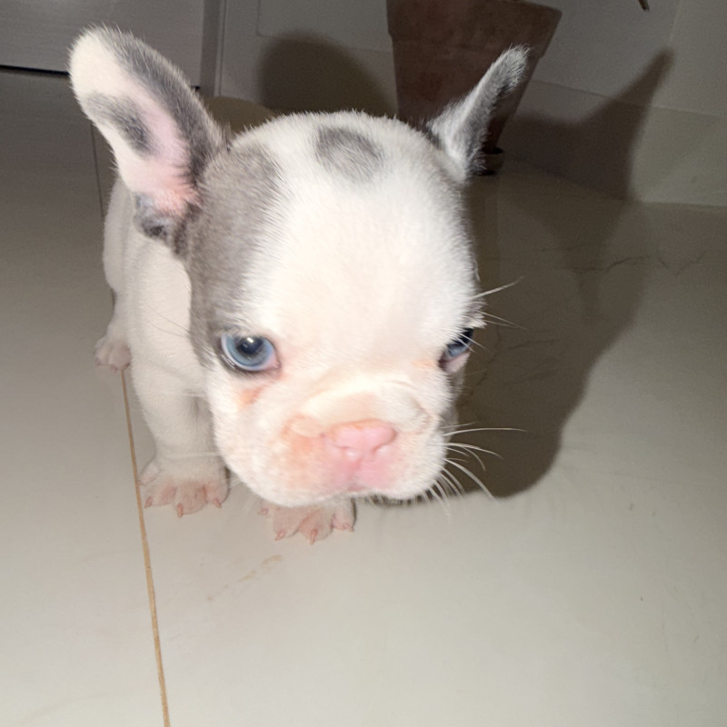 Lindo filhote c pedigree - Foto 3