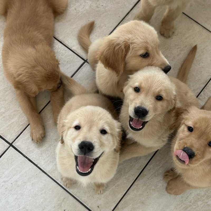 Filhotes de Golden retriever