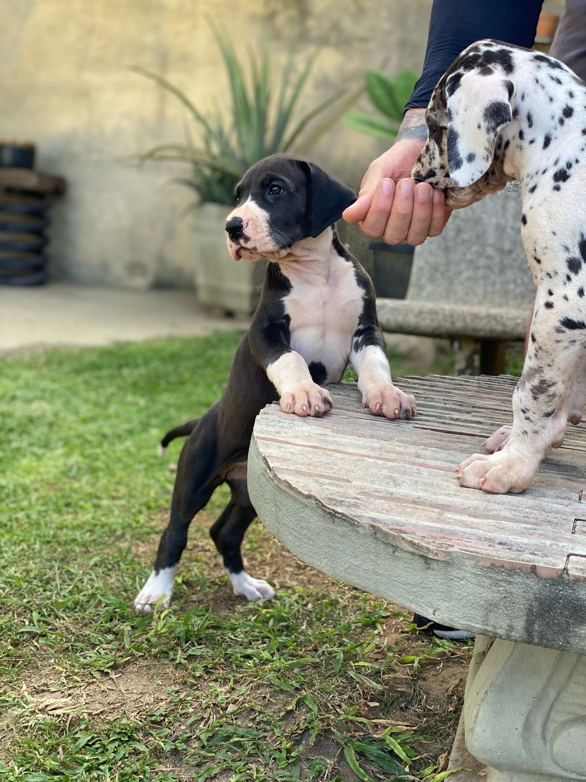 Portal Vendocão Filhote de dogue alemão puro  Igarassu 
