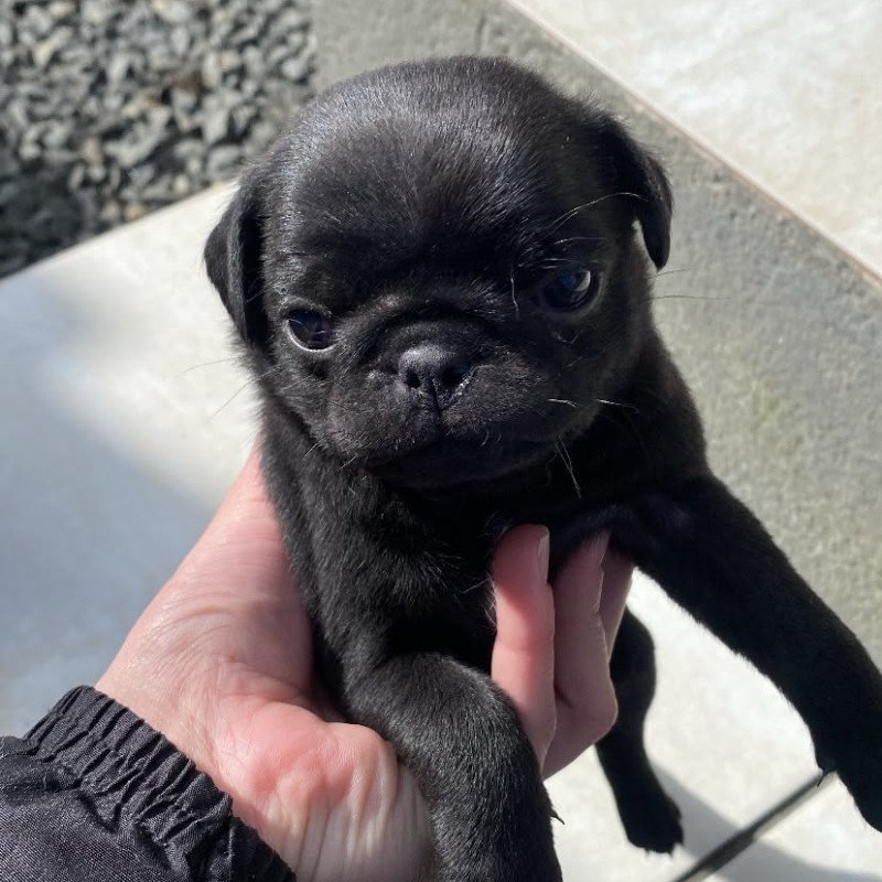 Pug preta fêmea