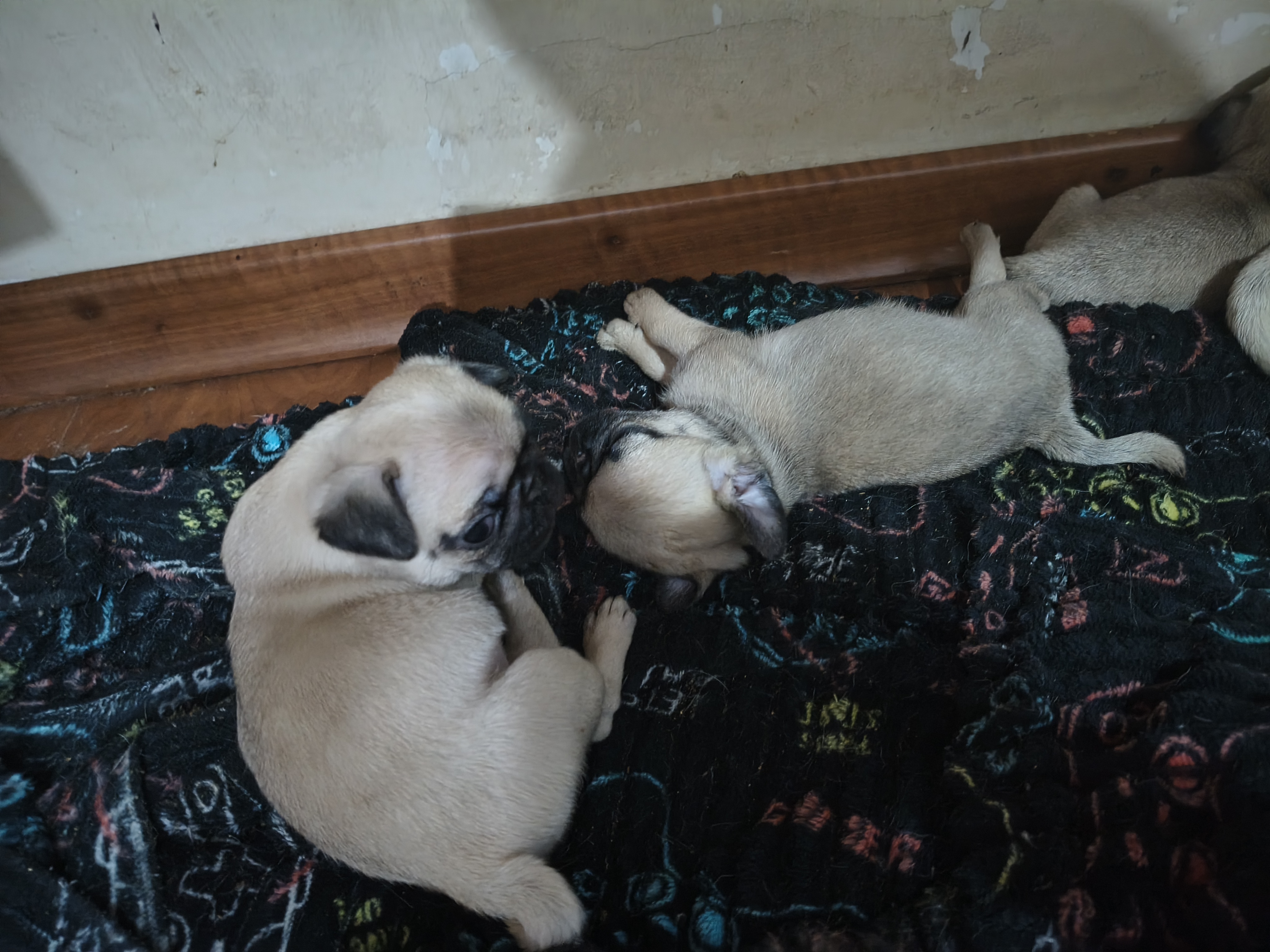Vendo filhote de pug