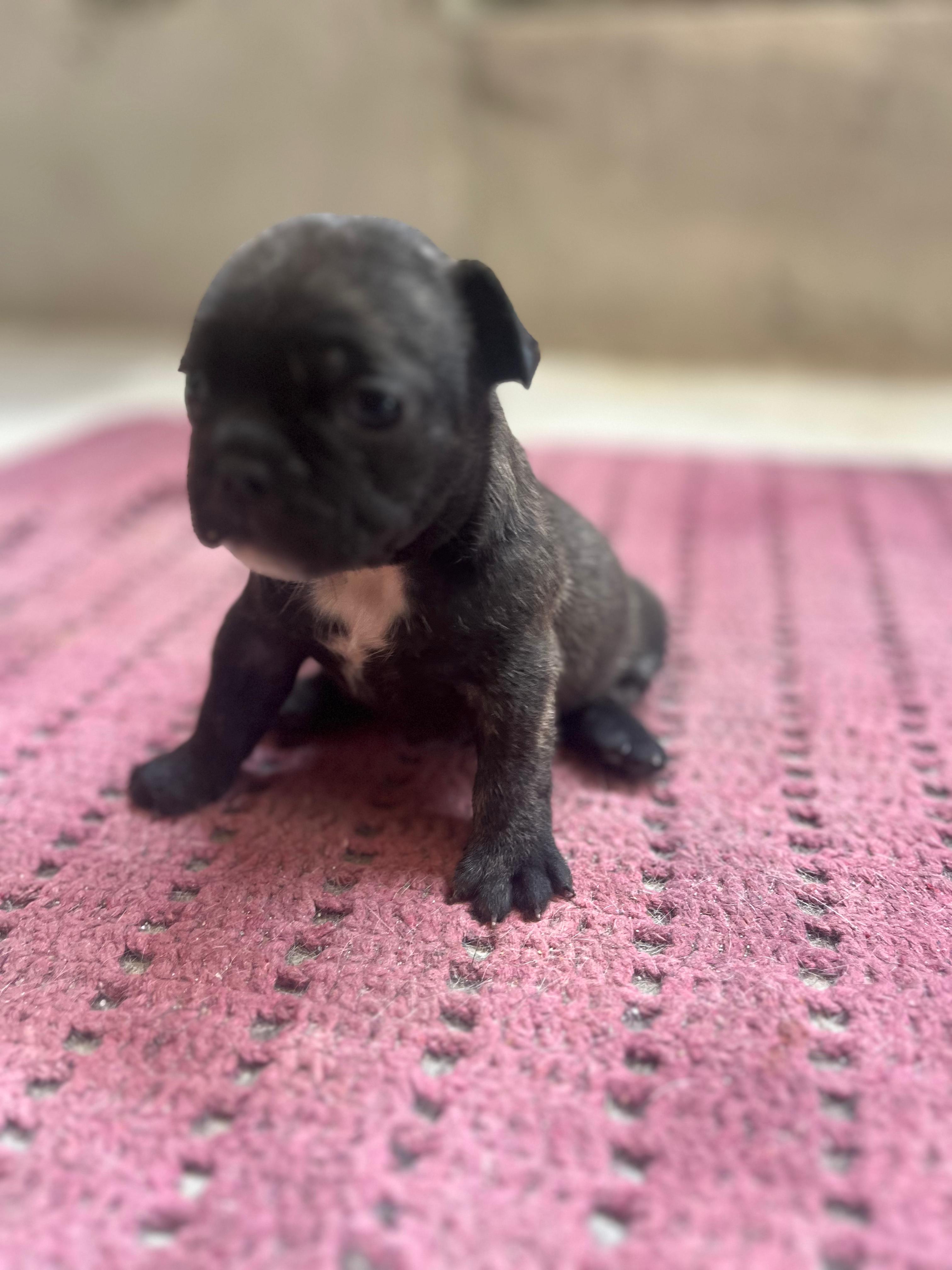 Portal Vendocão Vendo filhotes de buldogue francês lindos  Manaus 