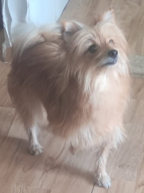 Cachorra femea spli alemao com shit su - Foto 2