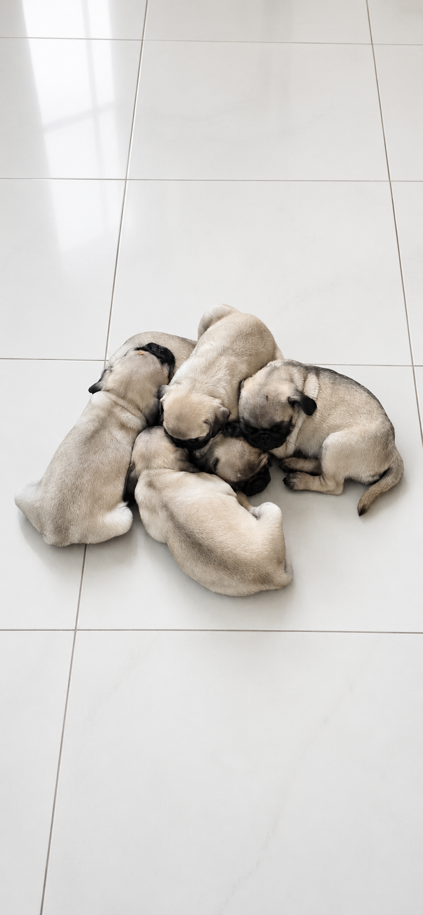 Filhotes de pug - Foto 1