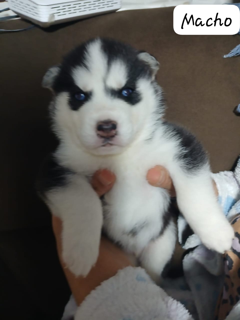 Portal Vendocão Vendo lindos filhotes de Husky Siberiano  Porto Alegre