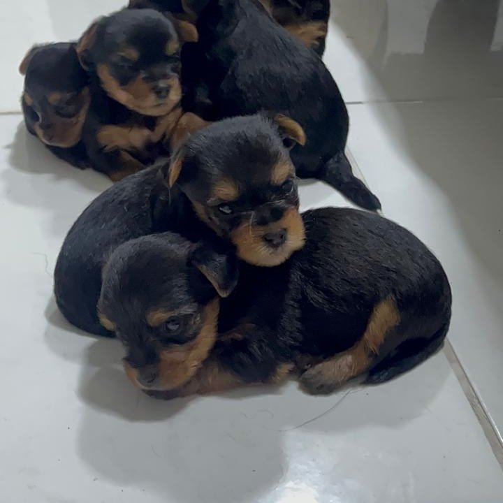 Lindos filhotes de Yorkshire