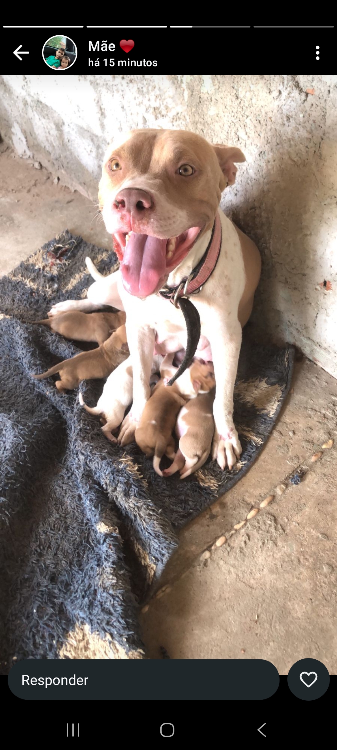 Portal Vendocão Filhotes a venda, pit monsters puros, vão completar 1 mês de vida Teresina