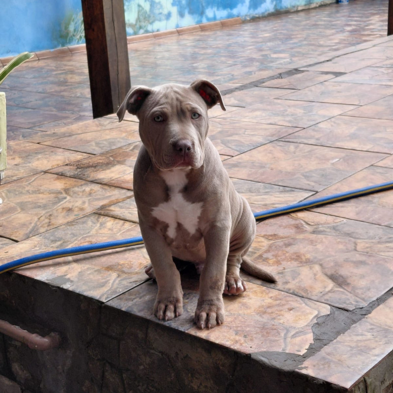 Filhote de American Bully Lilac olhos verdes