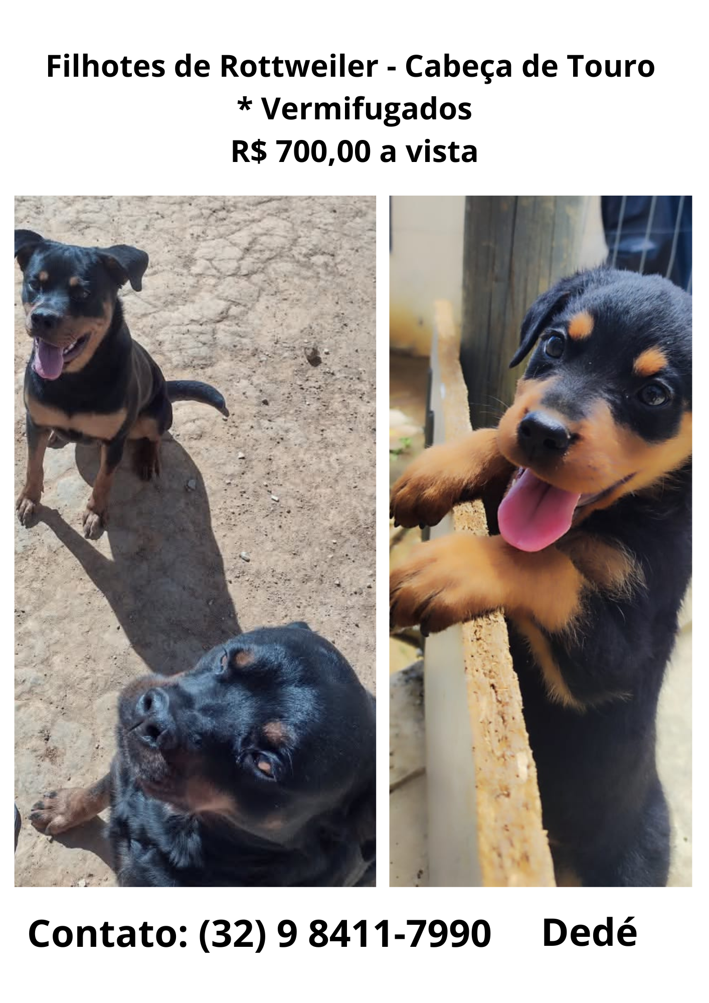 Filhote de rottweiler cabeça de touro - Foto 1