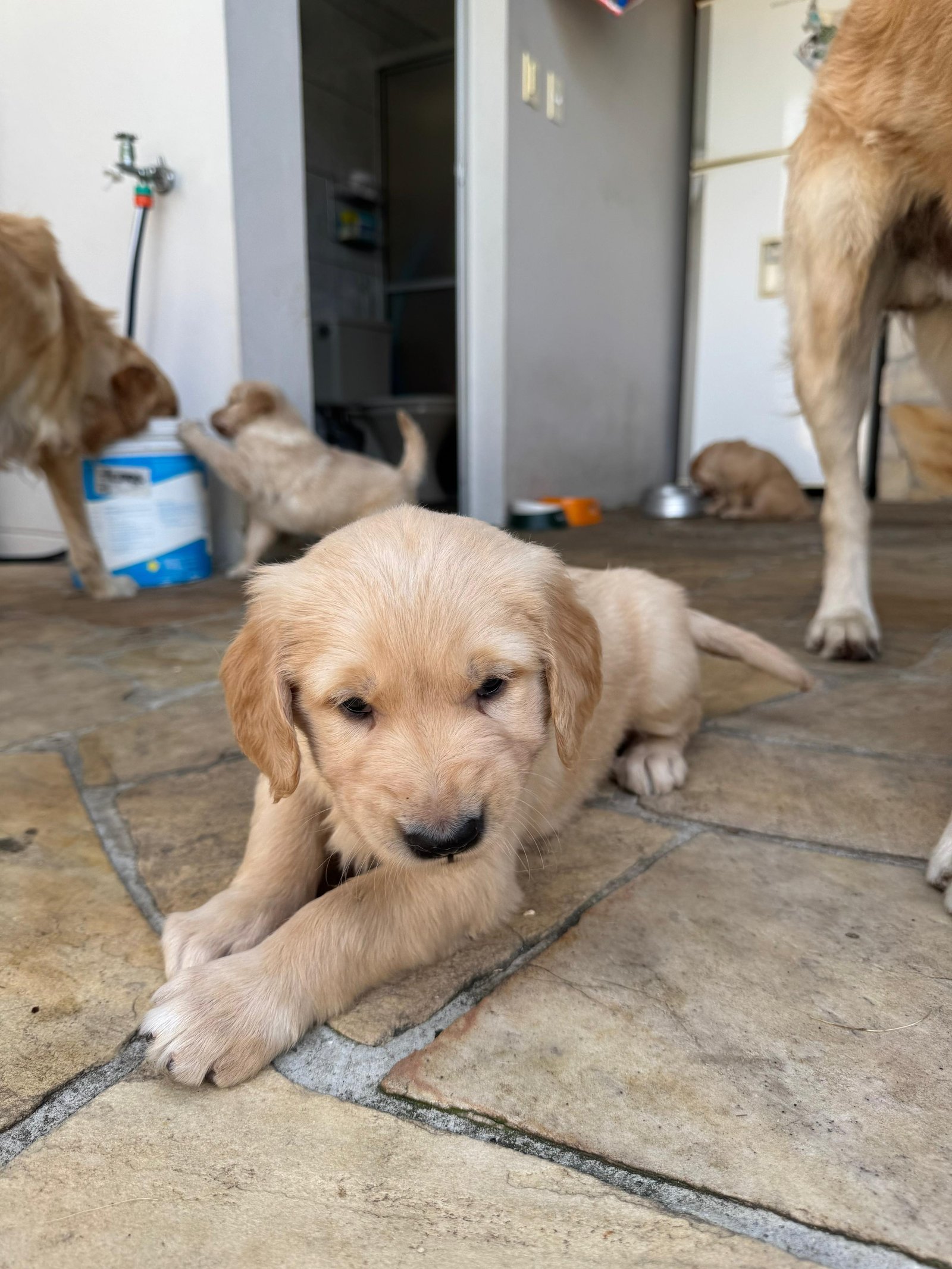 Vende-se filhotinho de Golden Retriever  - Foto 1